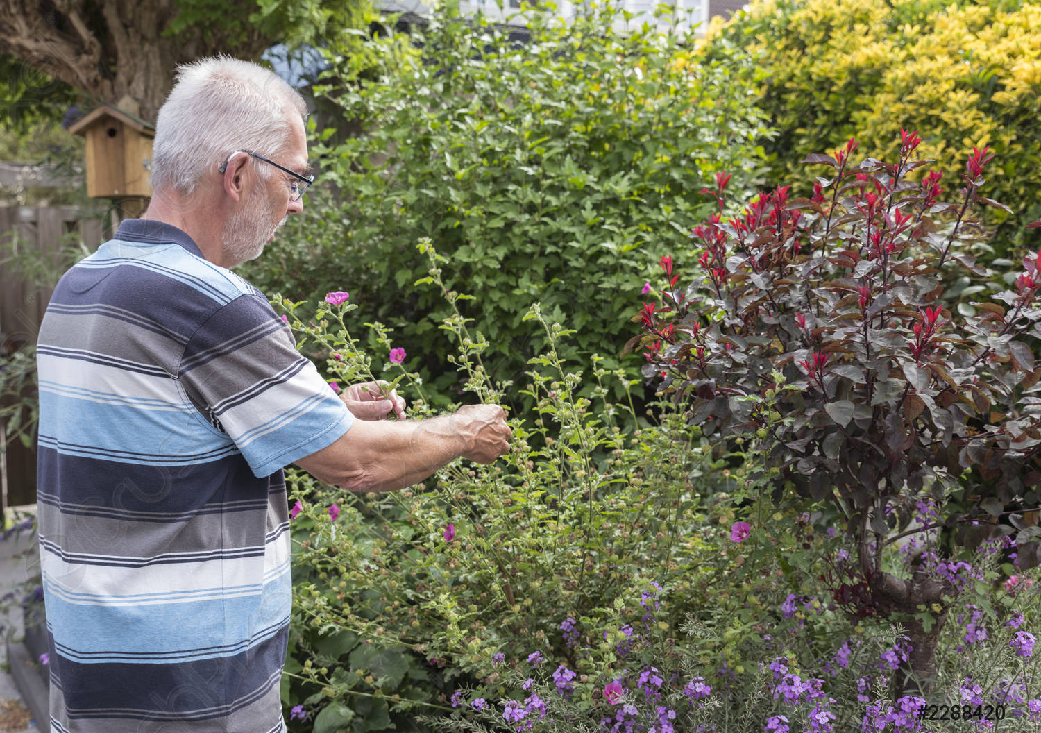 man-dead-heading-picking-off-2288420.jpg