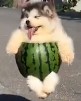doggo arbuz.jpg